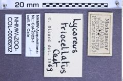 Etiketten zu Lycoreus triocellatus (Castelnau, 1836) (NHMW-ZOO-COL-0008202)